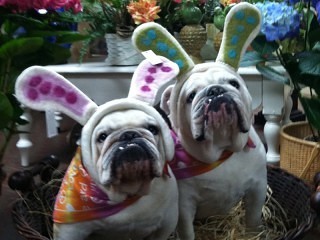 Two dogs in Easter hats